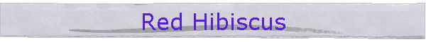 Red Hibiscus